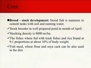 Cont..
Brood - stock development: brood fish is maintain in
cement tanks with soil and running water.
Stock brooder in well prepared pond in month of April.
Stocking density is 8000 no/ha.
The fishes where fed with trash fishes and rice brand at
9:1 proportions at about 10% of body weight.
Fish meal, wheat flour and soya cack can be also used
in the diet.
 