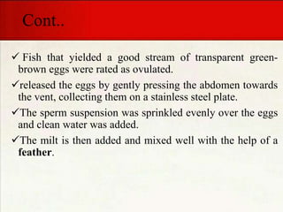 Cont..
 Fish that yielded a good stream of transparent green-
brown eggs were rated as ovulated.
released the eggs by gently pressing the abdomen towards
the vent, collecting them on a stainless steel plate.
The sperm suspension was sprinkled evenly over the eggs
and clean water was added.
The milt is then added and mixed well with the help of a
feather.
 