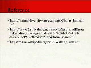 Reference
https://animaldiversity.org/accounts/Clarias_batrach
us/.
https://www2.slideshare.net/mobile/SaiprasadBhusa
re/breeding-of-magur?qid=d40574e3-b0b2-41a1-
aa99-51cef937c82c&v=&b=&from_search=6.
https://en.m.wikipedia.org/wiki/Walking_catfish.
 