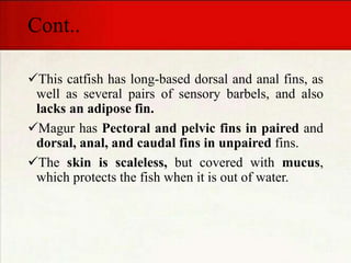 Cont..
This catfish has long-based dorsal and anal fins, as
well as several pairs of sensory barbels, and also
lacks an adipose fin.
Magur has Pectoral and pelvic fins in paired and
dorsal, anal, and caudal fins in unpaired fins.
The skin is scaleless, but covered with mucus,
which protects the fish when it is out of water.
 