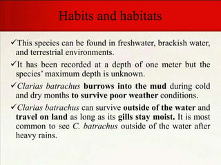 Habits and habitats
This species can be found in freshwater, brackish water,
and terrestrial environments.
It has been recorded at a depth of one meter but the
species’ maximum depth is unknown.
Clarias batrachus burrows into the mud during cold
and dry months to survive poor weather conditions.
Clarias batrachus can survive outside of the water and
travel on land as long as its gills stay moist. It is most
common to see C. batrachus outside of the water after
heavy rains.
 