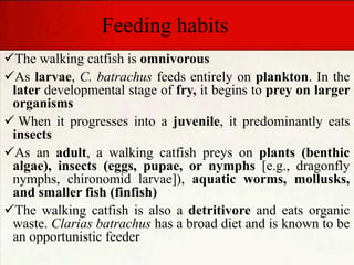Feeding habits
The walking catfish is omnivorous
As larvae, C. batrachus feeds entirely on plankton. In the
later developmental stage of fry, it begins to prey on larger
organisms
 When it progresses into a juvenile, it predominantly eats
insects
As an adult, a walking catfish preys on plants (benthic
algae), insects (eggs, pupae, or nymphs [e.g., dragonfly
nymphs, chironomid larvae]), aquatic worms, mollusks,
and smaller fish (finfish)
The walking catfish is also a detritivore and eats organic
waste. Clarias batrachus has a broad diet and is known to be
an opportunistic feeder
 