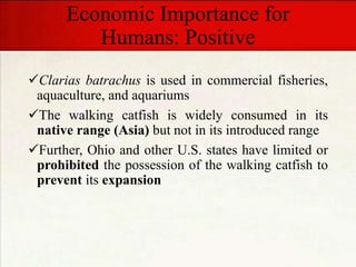 Economic Importance for
Humans: Positive
Clarias batrachus is used in commercial fisheries,
aquaculture, and aquariums
The walking catfish is widely consumed in its
native range (Asia) but not in its introduced range
Further, Ohio and other U.S. states have limited or
prohibited the possession of the walking catfish to
prevent its expansion
 