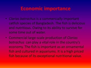 Economic importance
• Clarias batrachus is a commercially important
catfish species of Bangladesh. The fish is delicious
and nutritious. Owing to its ability to survive for
some time out of water.
• Commercial large-scale production of Clarias
batrachus can play a vital role in the country’s
economy. The fish is important as an ornamental
fish and cultured in aquariums. It is a high priced
fish because of its exceptional nutritional value.
 