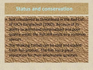 Status and conservation
• Not considered as threatened in the Red List
of IUCN Bangladesh (2000). Because of its
ability to withstand marginalized and poor
quality water, the fish still exists as a common
species.
• The Walking Catfish can be sold and traded
fresh fish product. The fish has a great
reputation for their wholesome qualities.
 