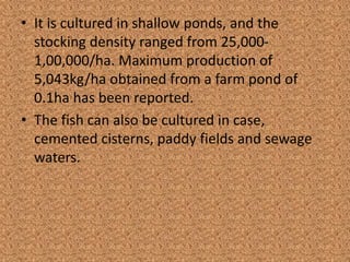 • It is cultured in shallow ponds, and the
stocking density ranged from 25,000-
1,00,000/ha. Maximum production of
5,043kg/ha obtained from a farm pond of
0.1ha has been reported.
• The fish can also be cultured in case,
cemented cisterns, paddy fields and sewage
waters.
 