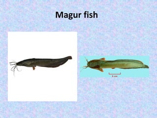 Magur fish
 