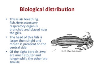 Biological distribution
• This is air breathing
fish.Here accessory
respiratory organ is
branched and placed near
the gills.
• The head of this fish is
larger then singhi and
mouth is preasent on the
ventral side.
• Of the eight barbels ,two
are much stouter and
longer,while the other are
similar.
 