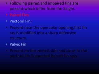• Following paired and impaired fins are
present,which differ from the Singhi.
• Paired Fins
• Pectoral Fin:
• Present near the opercular opening,first fin
ray is modified into a sharp defensive
structure.
• Pelvic Fin:
• Present on the ventral side and close to the
pectoral fin.Supported by soft fin rays.
 