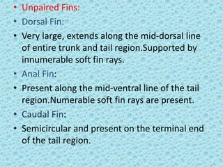 • Unpaired Fins:
• Dorsal Fin:
• Very large, extends along the mid-dorsal line
of entire trunk and tail region.Supported by
innumerable soft fin rays.
• Anal Fin:
• Present along the mid-ventral line of the tail
region.Numerable soft fin rays are present.
• Caudal Fin:
• Semicircular and present on the terminal end
of the tail region.
 