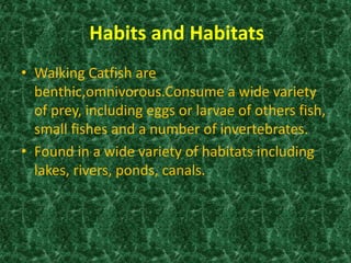 Habits and Habitats
• Walking Catfish are
benthic,omnivorous.Consume a wide variety
of prey, including eggs or larvae of others fish,
small fishes and a number of invertebrates.
• Found in a wide variety of habitats including
lakes, rivers, ponds, canals.
 