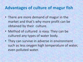 Advantages of culture of magur fish
• There are more demand of magur in the
market and that’s why more profit can be
obtained by their culture.
• Method of cultured is easy. They can be
cultured any types of water body.
• They can survive in adverse in environment
such as less oxygen high temperature of water,
even polluted water.
 