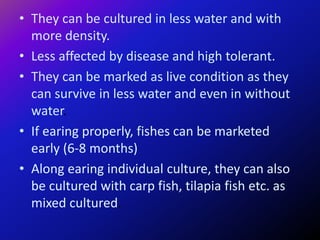 • They can be cultured in less water and with
more density.
• Less affected by disease and high tolerant.
• They can be marked as live condition as they
can survive in less water and even in without
water.
• If earing properly, fishes can be marketed
early (6-8 months)
• Along earing individual culture, they can also
be cultured with carp fish, tilapia fish etc. as
mixed cultured.
 