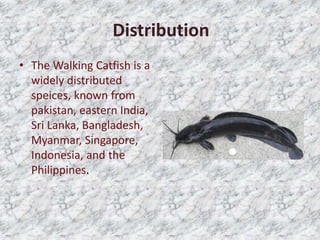 Distribution
• The Walking Catfish is a
widely distributed
speices, known from
pakistan, eastern India,
Sri Lanka, Bangladesh,
Myanmar, Singapore,
Indonesia, and the
Philippines.
 