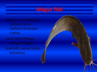 Magur fish
English name:Walking
Catfish,Clarias
Catfish,Freshwater
Catfish.
Local name:Magur,
Mosgur,Mojgor.
Scientific name:Clarias
batrachus.
 