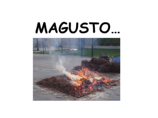MAGUSTO… 