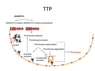 Maha -hus and ttp -presentation[3614]final presentation | PPT