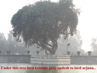Under this tree lord krishna gave updesh to lord arjuna..
 