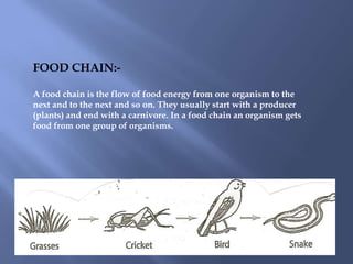 FOOD CHAIN:-

A food chain is the flow of food energy from one organism to the
next and to the next and so on. They usually start with a producer
(plants) and end with a carnivore. In a food chain an organism gets
food from one group of organisms.
 