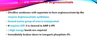 Step 3: Formation of Arginosuccinate
• Citrulline condenses with aspartate to form arginosuccinate by the
enzyme Arginosuccinate synthetase.
• Second amino group of urea is incorporated.
• It requires ATP, it is cleaved to AMP & PPi
• 2 High energy bonds are required.
• Immediately broken down to inorganic phosphate (Pi).
 