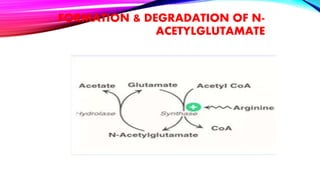 FORMATION & DEGRADATION OF N-
ACETYLGLUTAMATE
 