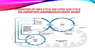 INTERACTION OF UREA CYCLE AND CITRIC ACID CYCLE
VIA ASPARTATE-ARGININOSUCCINATE SHUNT
 