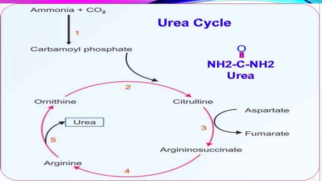 urea cycle & its regulation