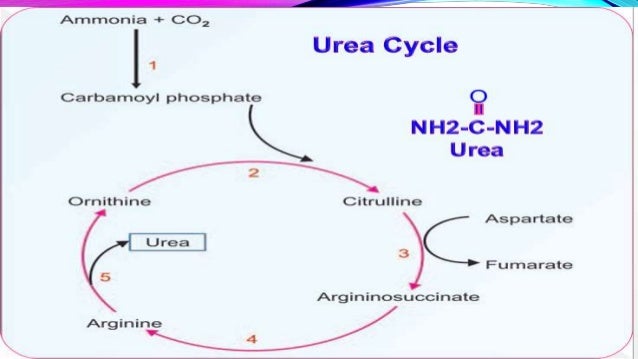 urea synthesis