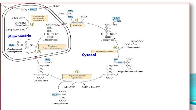 urea cycle its regulation urea cycle