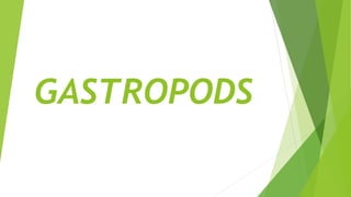 GASTROPODS
 