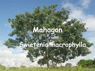 Mahagon Swieteniamacrophylla 