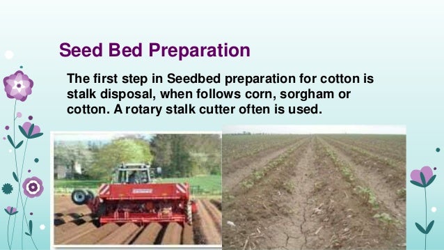 Production Technology Of Cotton Crop By Maham Zahrah From Iub