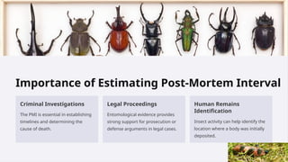 Post Mortem Insects MAHARSHI-DAYANAND- UNIVERSITY (3).pptx