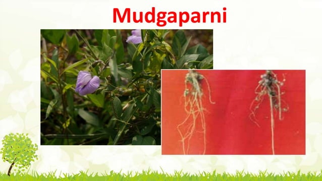 Parthi Mapula Mahathpanchamula | PPT