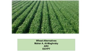 Wheat Alternatives
Maher A. Al-Maghraby
ARC
EGYPT
 