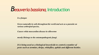 Beauveria bassiana,Introduction
Is a fungus
Grows naturally in soils throughout the world and acts as a parasite on
various arthropod species,
Causes white muscardine disease in silkworms
mostly Belongs to the entomopathogenic fungi.
It is being used as a biological insecticide to control a number of
pests such as termites, thrips, whiteflies, aphids and different beetles.
 