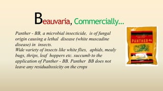 Beauvaria, Commercially…
Panther - BB, a microbial insecticide, is of fungal
origin causing a lethal disease (white muscadine
disease) in insects.
Wide variety of insects like white flies, aphids, mealy
bugs, thrips, leaf hoppers etc. succumb to the
application of Panther - BB. Panther BB does not
leave any residualtoxicity on the crops
 