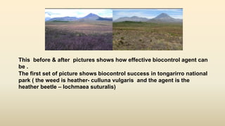 This before & after pictures shows how effective biocontrol agent can
be .
The first set of picture shows biocontrol success in tongarirro national
park ( the weed is heather- culluna vulgaris and the agent is the
heather beetle – lochmaea suturalis)
 