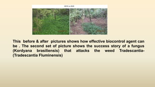 This before & after pictures shows how effective biocontrol agent can
be . The second set of picture shows the success story of a fungus
(Kordyana brasiliensis) that attacks the weed Tradescantia-
(Tradescantia Fluminensis)
 