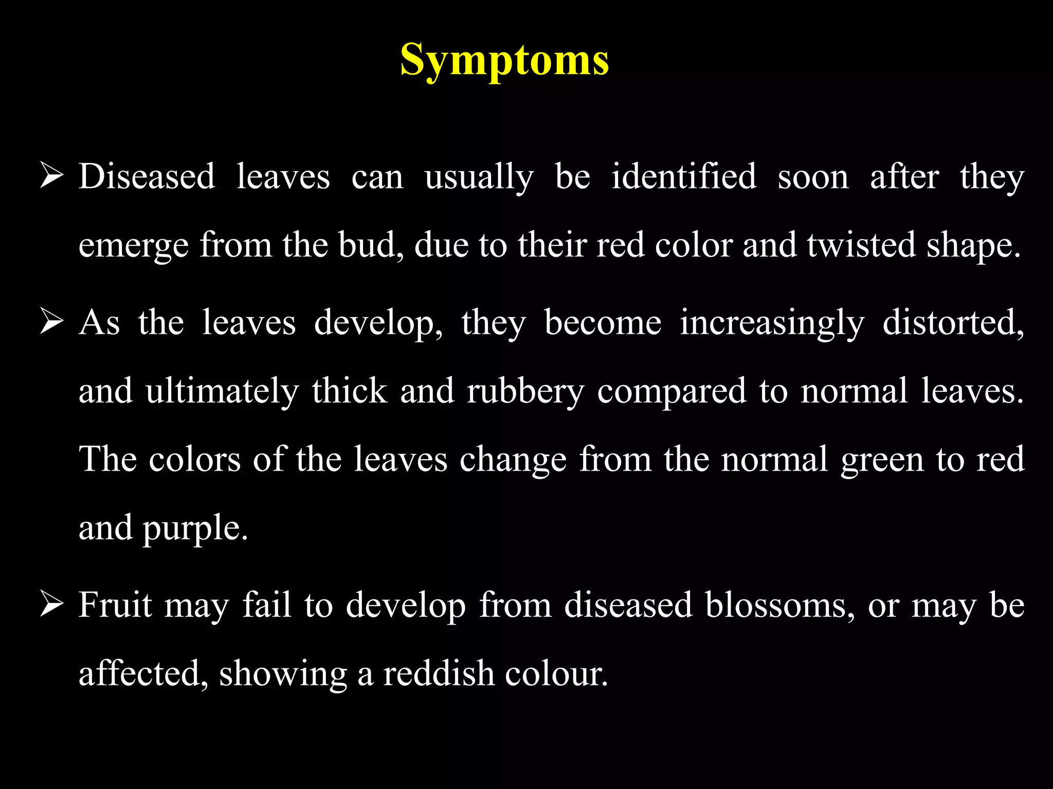 Symptoms
 Diseased leaves can usually be identified soon after they
emerge from the bud, due to their red color and twisted shape.
 As the leaves develop, they become increasingly distorted,
and ultimately thick and rubbery compared to normal leaves.
The colors of the leaves change from the normal green to red
and purple.
 Fruit may fail to develop from diseased blossoms, or may be
affected, showing a reddish colour.
 