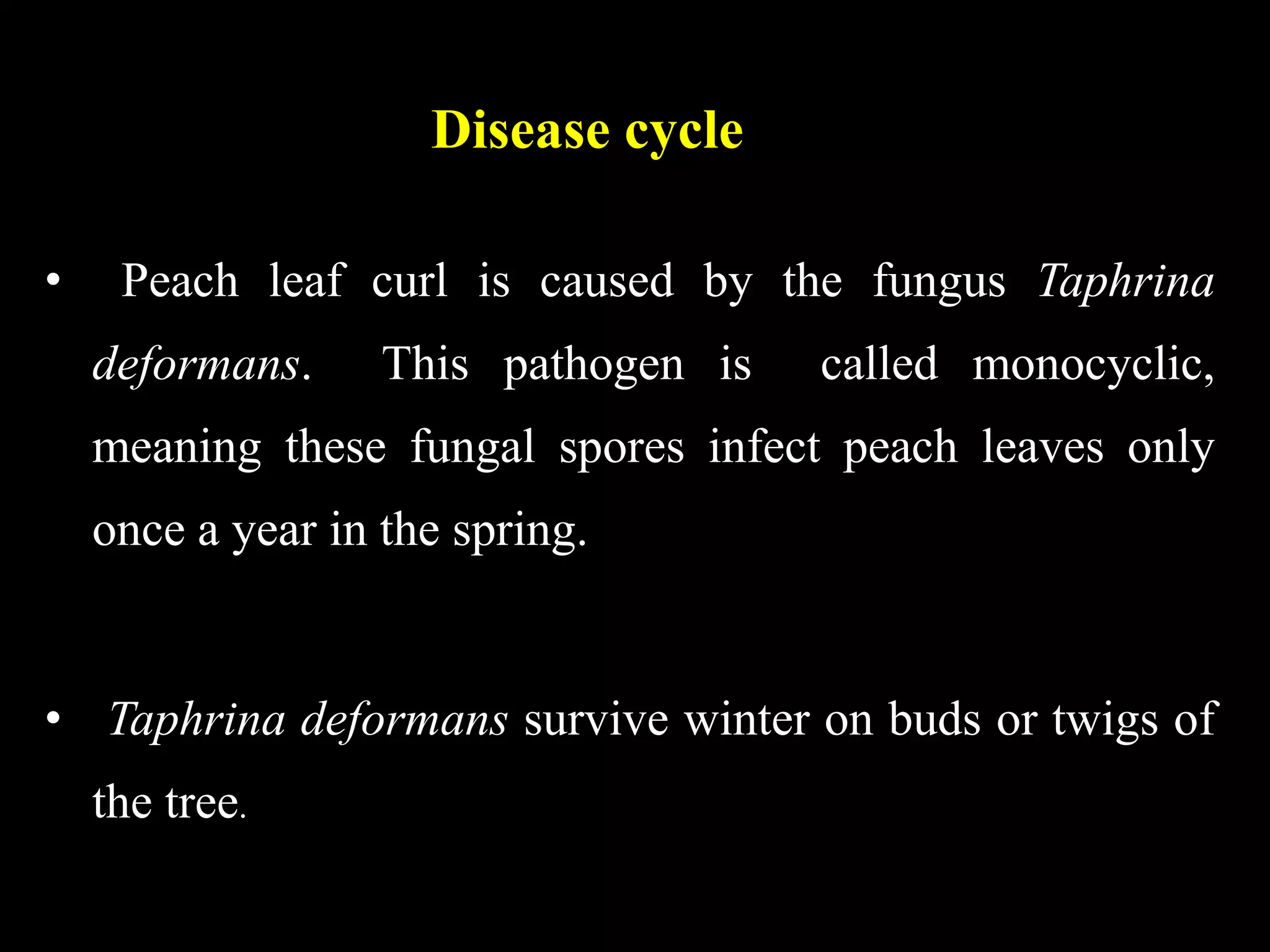 Disease cycle
• Peach leaf curl is caused by the fungus Taphrina
deformans. This pathogen is called monocyclic,
meaning these fungal spores infect peach leaves only
once a year in the spring.
• Taphrina deformans survive winter on buds or twigs of
the tree.
 