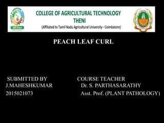 PEACH LEAF CURL
SUBMITTED BY COURSE TEACHER
J.MAHESHKUMAR Dr. S. PARTHASARATHY
2015021073 Asst. Prof. (PLANT PATHOLOGY)
 