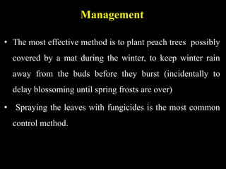 Management
• The most effective method is to plant peach trees possibly
covered by a mat during the winter, to keep winter rain
away from the buds before they burst (incidentally to
delay blossoming until spring frosts are over)
• Spraying the leaves with fungicides is the most common
control method.
 