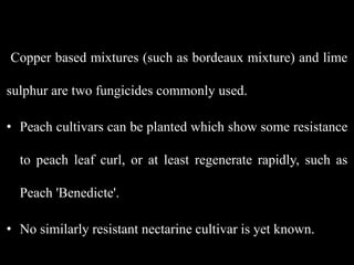 Copper based mixtures (such as bordeaux mixture) and lime
sulphur are two fungicides commonly used.
• Peach cultivars can be planted which show some resistance
to peach leaf curl, or at least regenerate rapidly, such as
Peach 'Benedicte'.
• No similarly resistant nectarine cultivar is yet known.
 