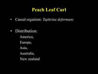 Peach Leaf Curl
• Causal organism: Taphrina deformans
• Distribution:
America,
Europe,
Asia,
Australia,
New zealand
 