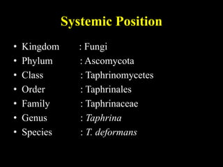 Systemic Position
• Kingdom : Fungi
• Phylum : Ascomycota
• Class : Taphrinomycetes
• Order : Taphrinales
• Family : Taphrinaceae
• Genus : Taphrina
• Species : T. deformans
 