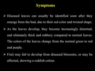 Symptoms
 Diseased leaves can usually be identified soon after they
emerge from the bud, due to their red color and twisted shape.
 As the leaves develop, they become increasingly distorted,
and ultimately thick and rubbery compared to normal leaves.
The colors of the leaves change from the normal green to red
and purple.
 Fruit may fail to develop from diseased blossoms, or may be
affected, showing a reddish colour.
 