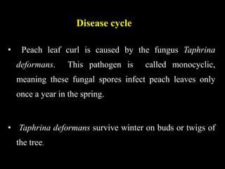 Disease cycle
• Peach leaf curl is caused by the fungus Taphrina
deformans. This pathogen is called monocyclic,
meaning these fungal spores infect peach leaves only
once a year in the spring.
• Taphrina deformans survive winter on buds or twigs of
the tree.
 