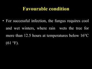 Favourable condition
• For successful infection, the fungus requires cool
and wet winters, where rain wets the tree for
more than 12.5 hours at temperatures below 16°C
(61 °F).
 