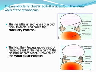 pre natal & post-natal growth of maxilla & palate | PPTX